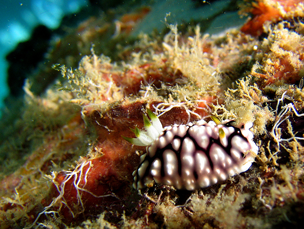 Nudibranch